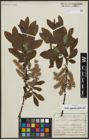 Foto von Salix appendiculata Vill.